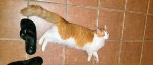 Cat in brown and white lying on the floor