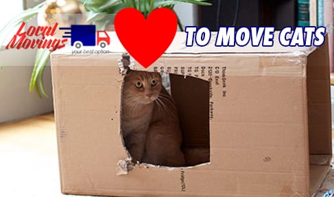 A cat in a cardboard box with the words to move cats.